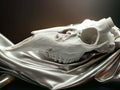 Whitetail Skull Cap
