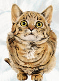 Cat Look Up T-Shirt