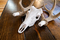 Classic European Whitetail Mount System