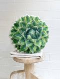 Agave Victoria Pillow, College Student Gift,Christmas Gift, Mother's Day Gift