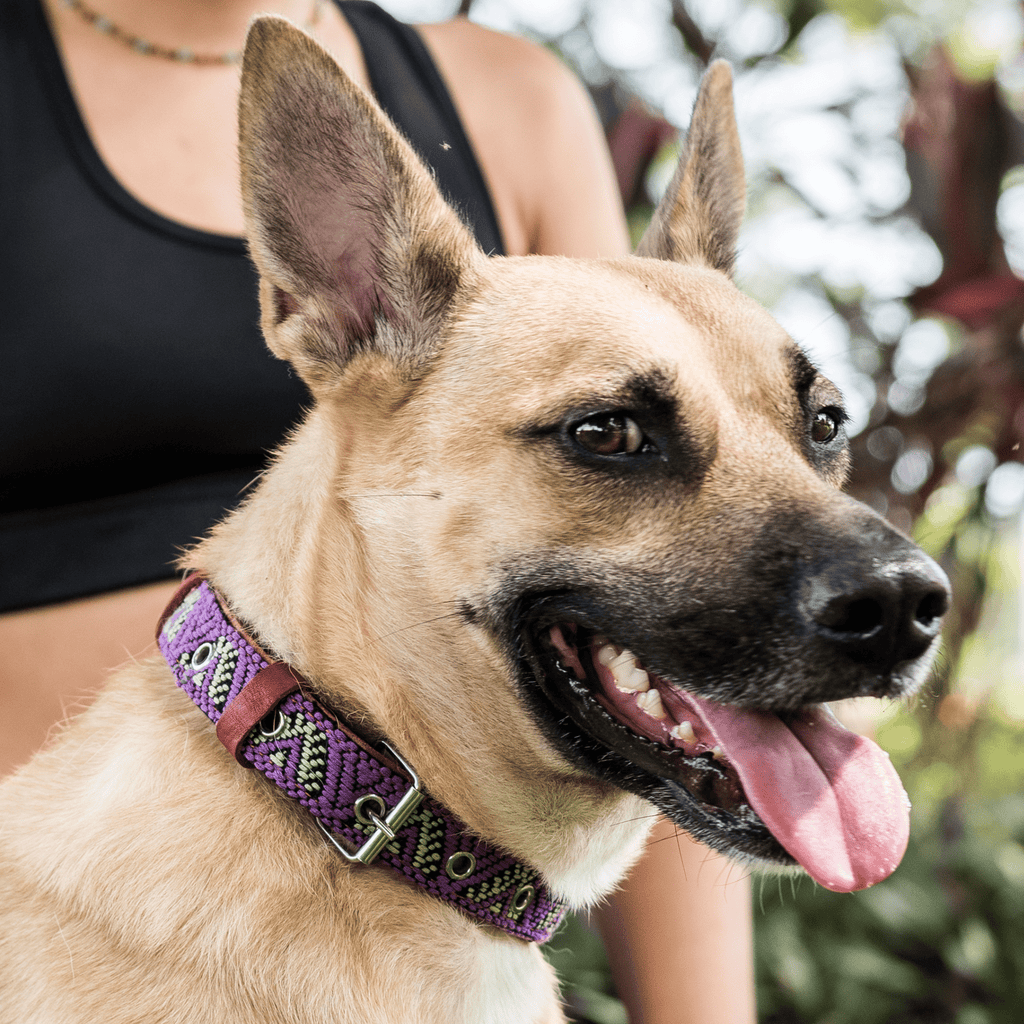 Handmade Leather Dog Collar — Aztec Embroidered | Amethyst