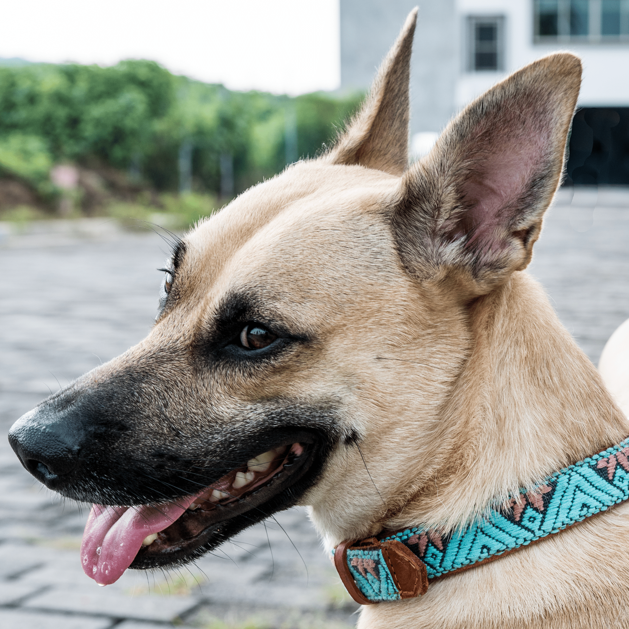 Handmade Leather Dog Collar — Aztec Embroidered | Teal